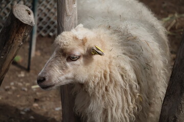A photo of a sheep with a yellow tag on its ear