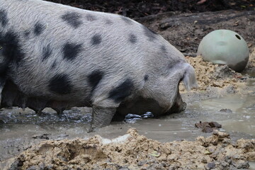 A photo of a pig is walking through a muddy puddle