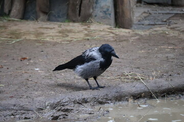 A photo of a bird standing on the ground next to a puddle