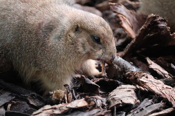 A photo of a small animal is walking through the leaves