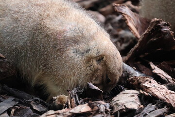 A photo of a small animal is laying on the ground