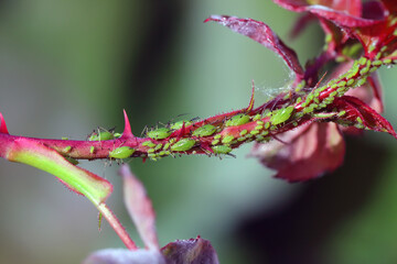 Large Rose Aphids (Macrosiphum rosae), colony, pests on a Rose (Rosa).