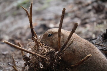 A photo of a small animal is digging through the ground