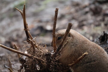 A photo of a small animal is digging through the ground