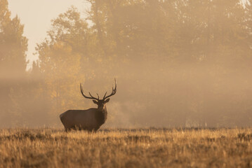Naklejka premium Bull Elk at Sunrise in the Rut in Grand Teton National Park Wyomng in Autumn