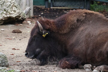 A photo of a bison laying down on the ground