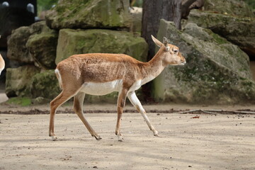 A photo of two small deers walking on a sandy ground