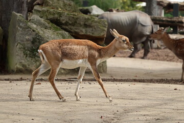 A photo of a small deer walking on a dirt covered ground