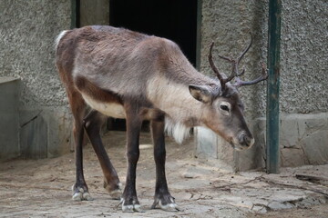 A photo of a goat standing in a dirt area next to a building