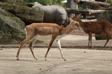 A photo of a small deer walking on a dirt covered ground