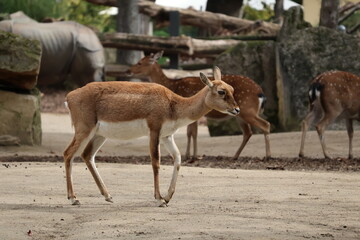 A photo of a small deer walking on a dirt covered ground