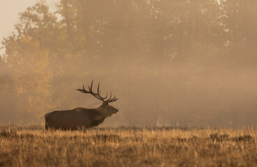 Obraz premium Bull Elk at Sunrise in the Rut in Grand Teton National Park Wyomng in Autumn