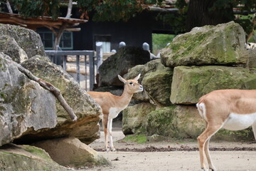 A photo of a couple of animals standing next to a rock