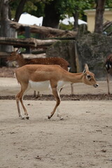 A photo of a deer is jumping over a wall
