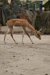 A photo of a deer is standing on a rock wall