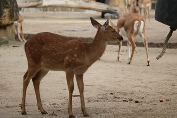 A photo of a small deer standing in a dirt field
