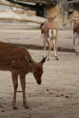 A photo of a deer is standing next to a wall