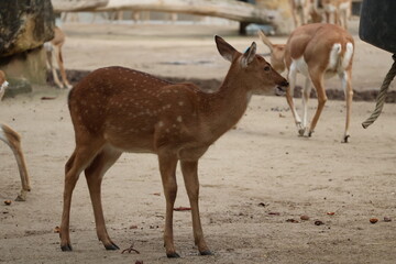 A photo of a small deer standing in a dirt field