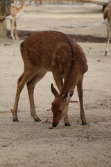 A photo of a deer is standing on the side of a wall
