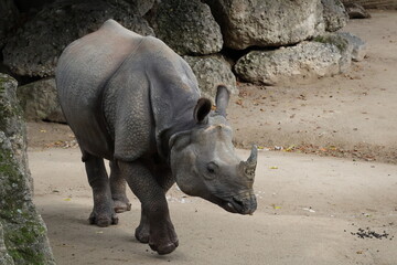 Fototapeta premium A photo of a baby rhino is walking around in a zoo