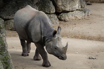 A photo of a rhino standing on a dirt covered ground © Géza