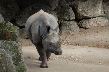 A photo of a baby rhino walking on a dirt covered ground