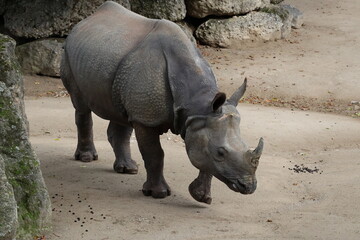 A photo of a rhino in a zoo enclosure eating on some dirt