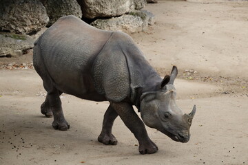 Obraz premium A photo of a rhino is walking on the ground