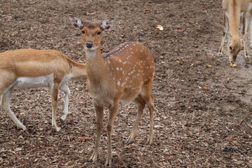 A photo of a baby deer and its mother in a field