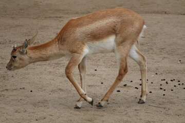 A photo of a small deer is walking on the ground