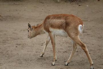 A photo of a small deer walking across a dirt covered field