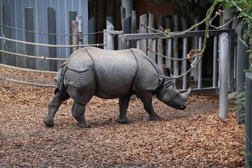 A photo of a rhino in a zoo enclosure