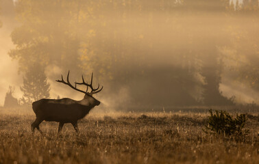 Fototapeta premium Bull Elk at Sunrise in the Rut in Grand Teton National Park Wyomng in Autumn