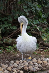 A photo of a bird is standing on a tree branch