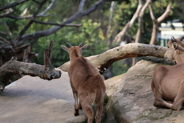 A photo of two goats are sitting on a rock