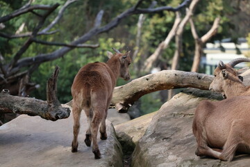 A photo of two goats are sitting on a rock in a zoo
