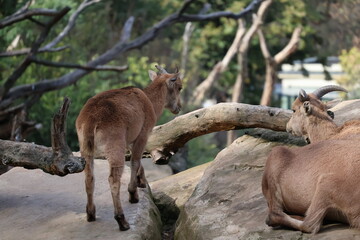 A photo of two goats are sitting on a rock in a zoo