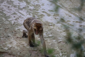A photo of a monkey walking on the ground