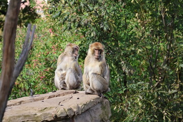 A photo of two monkeys sitting on a rock