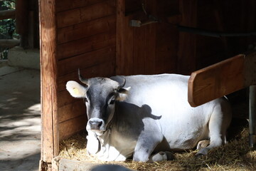 A photo of a cow laying in a barn with hay