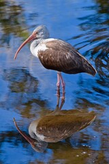 juvenile ibis bird immature water reflection
