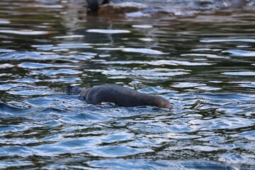 Fototapeta premium A photo of a small bird swimming in a body of water