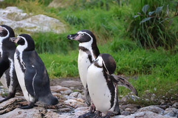 A photo of three penguins are standing on a rocky area