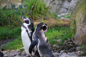 A photo of two penguins standing next to a rock