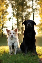 Pack of two adopted crossbreed dogs sit together at park at autumn