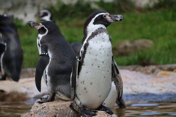A photo of two penguins standing on a rock in the water