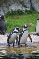 Fototapeta premium A photo of a group of penguins standing on a ledge