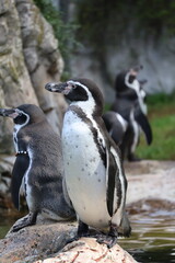 Naklejka premium A photo of a penguin is hanging upside on a rock