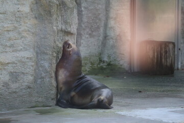 A photo of a seal sitting on the ground in a zoo