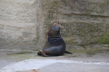 A photo of a seal sitting on the ground in a zoo